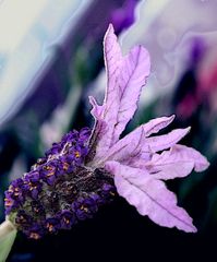 Schopflavendel, Lavandula stoechas