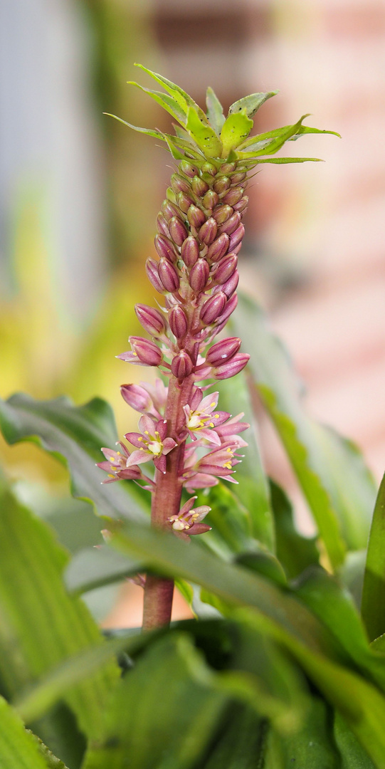 Schopflilie ( Eucomis)