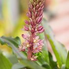 Schopflilie ( Eucomis)