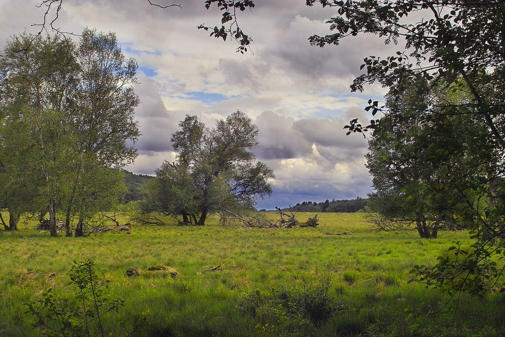 Schopflocher Hochmoor