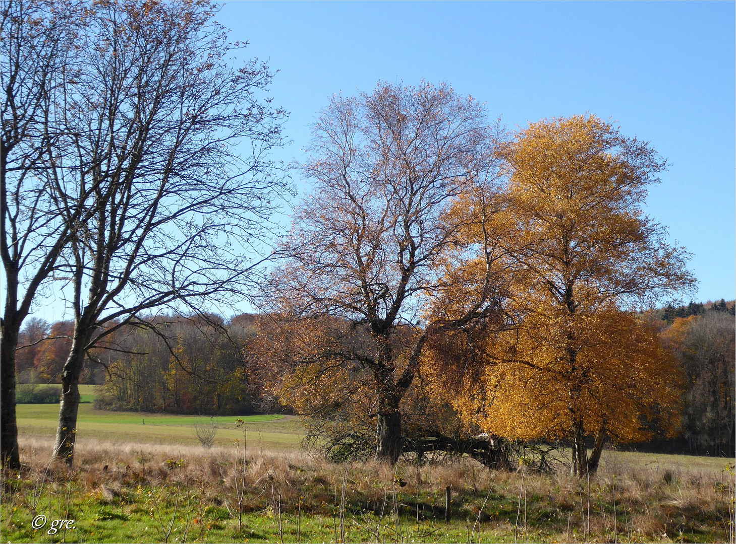 Schopflocher Moor