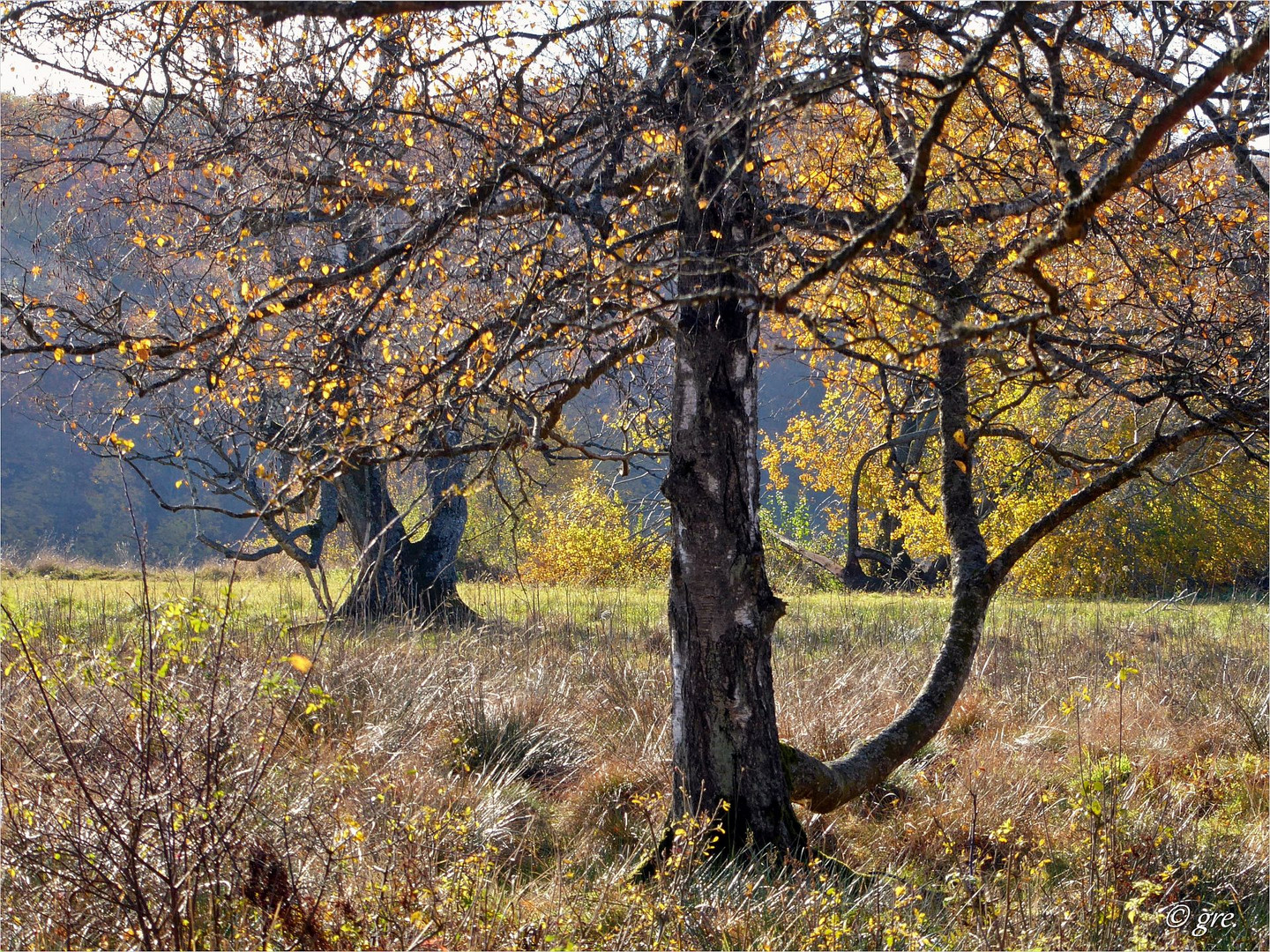 Schopflocher Moor *