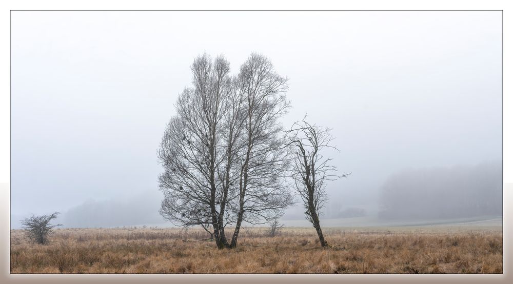 Schopflocher Moor