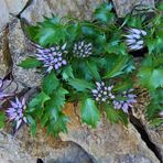 Schopfrapunzel mit so vielen Blüten wie noch nie zuvor bei uns im Alpinum