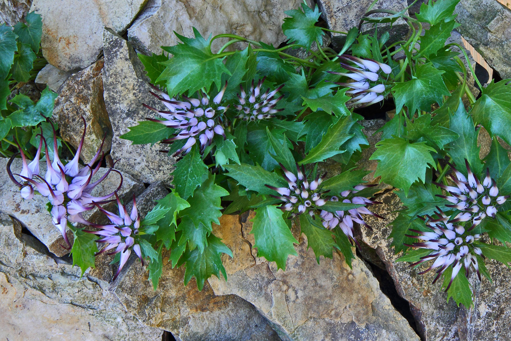 Schopfrapunzel mit so vielen Blüten wie noch nie zuvor bei uns im Alpinum