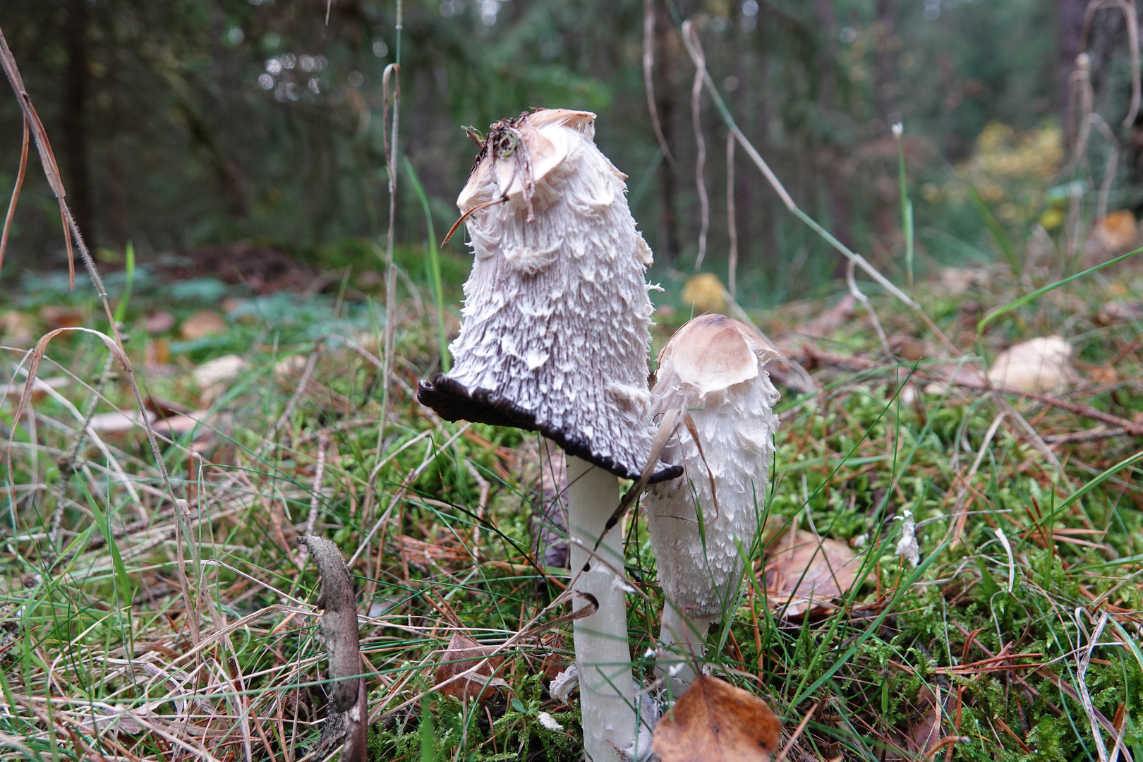 Schopftintling Foto & Bild | pflanzen, pilze & flechten, pilze