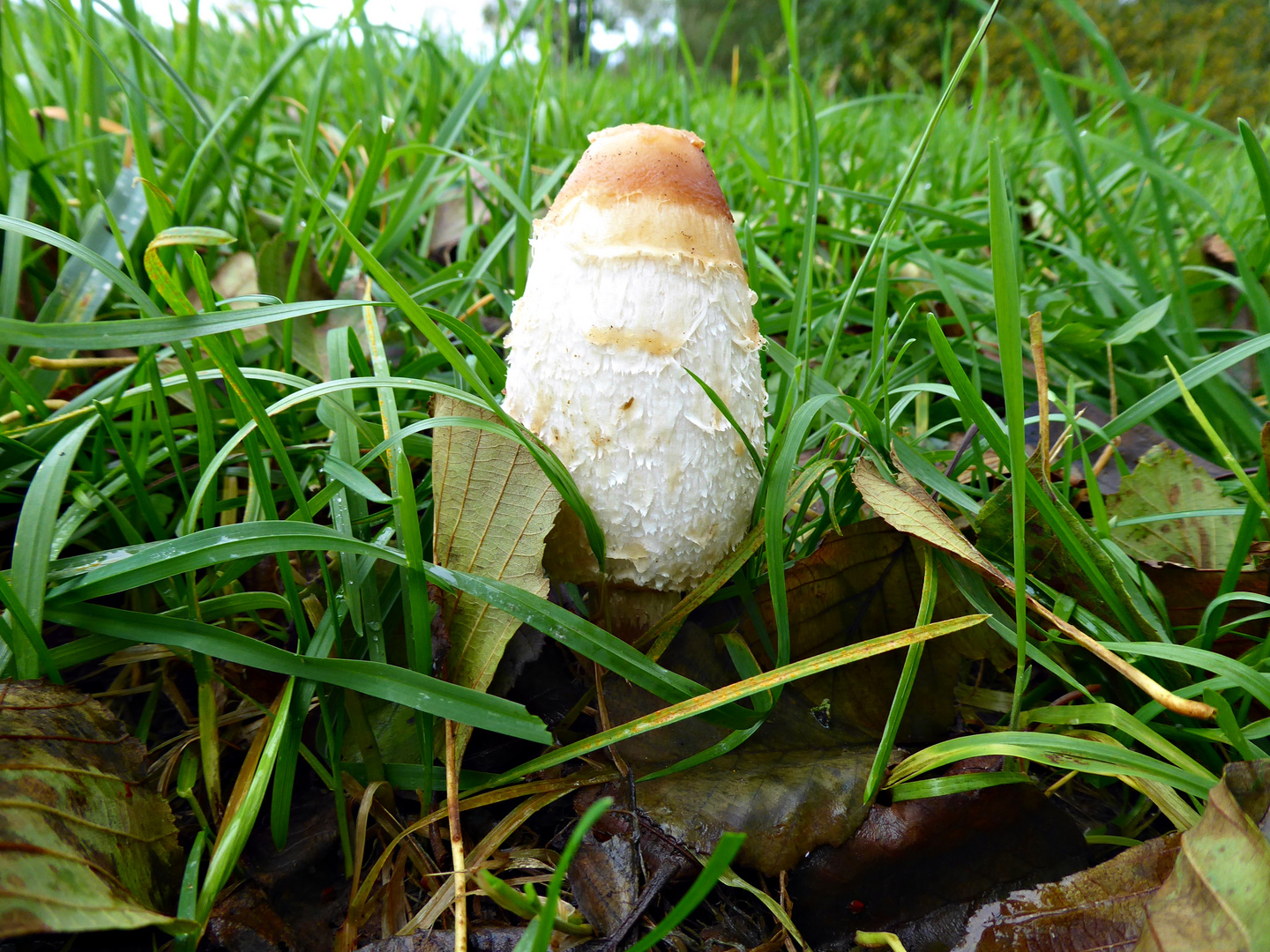 Schopftintling auf der Wiese