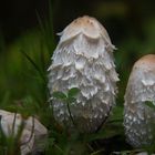 Schopftintling, (Coprinus comatus)