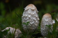 Schopftintling, (Coprinus comatus)