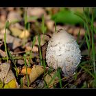 Schopftintling (Coprinus-comatus)