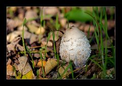 Schopftintling (Coprinus-comatus)