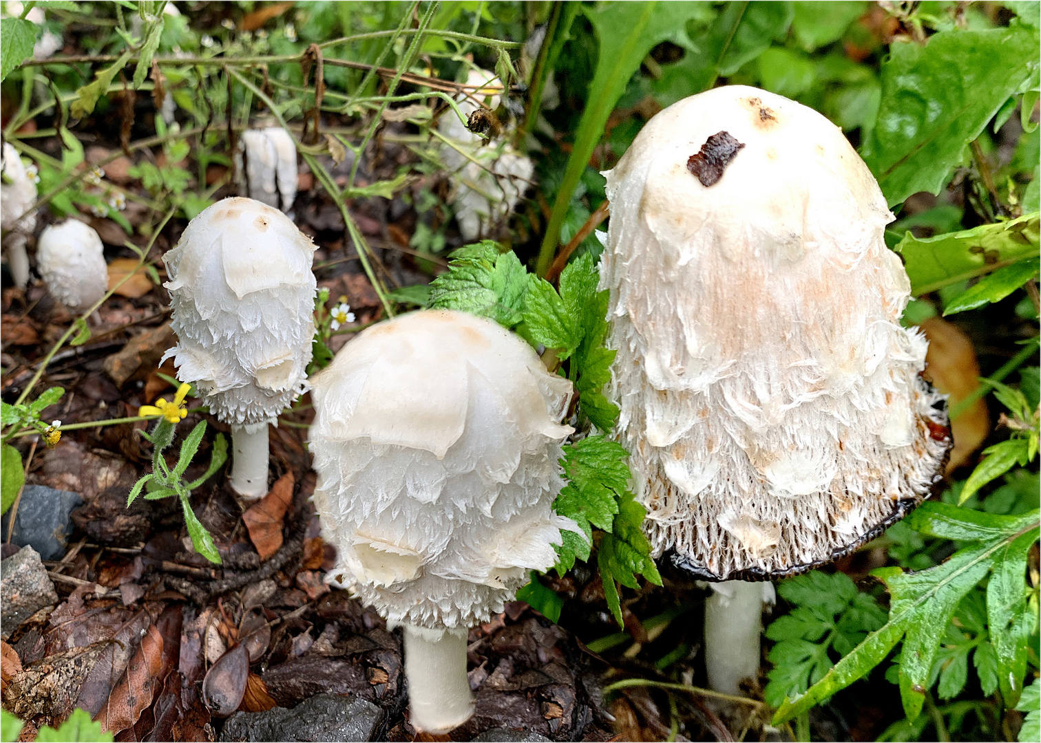 Schopftintling (Coprinus comatus) 