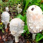 Schopftintling (Coprinus comatus) 