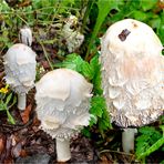 Schopftintling (Coprinus comatus) 