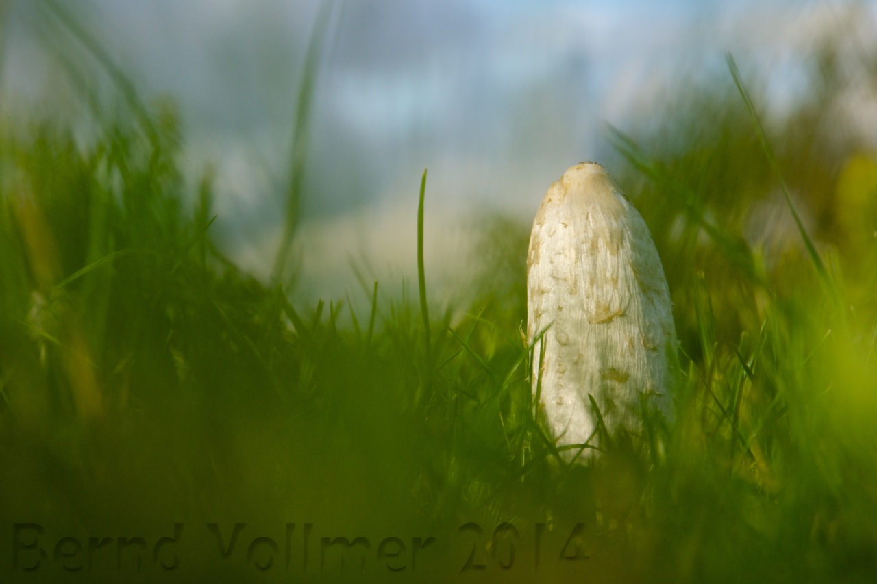 Schopftintling (Coprinus comatus)