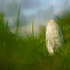 Schopftintling (Coprinus comatus)