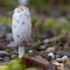 Schopftintling (Coprinus comatus)