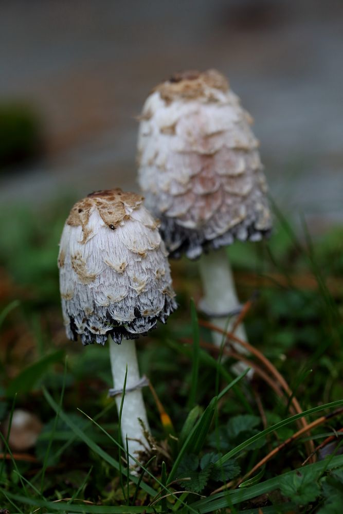 Schopftintling (Coprinus comatus)