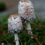 Schopftintling (Coprinus comatus)