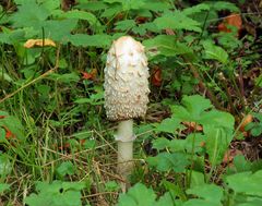 Schopftintling (Coprinus comatus)