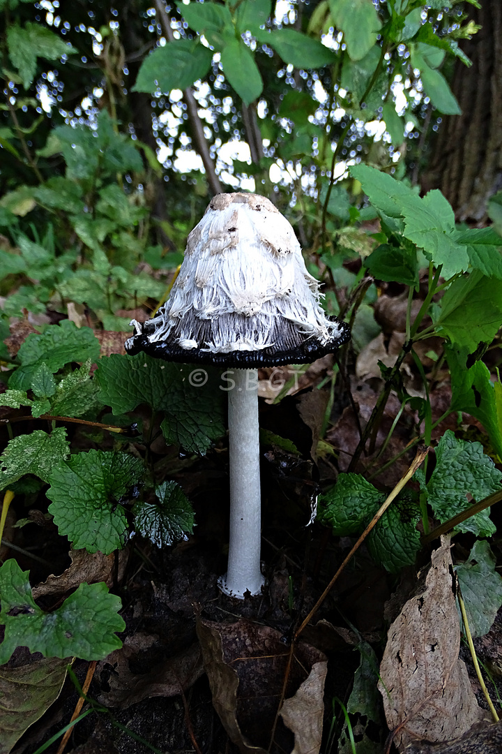 Schopftintling (coprinus comatus)