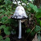 Schopftintling (coprinus comatus)