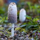 Schopftintling (Coprinus comatus)