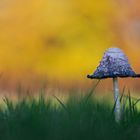 Schopftintling (Coprinus comatus)