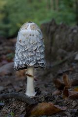 Schopftintling (Coprinus comatus)