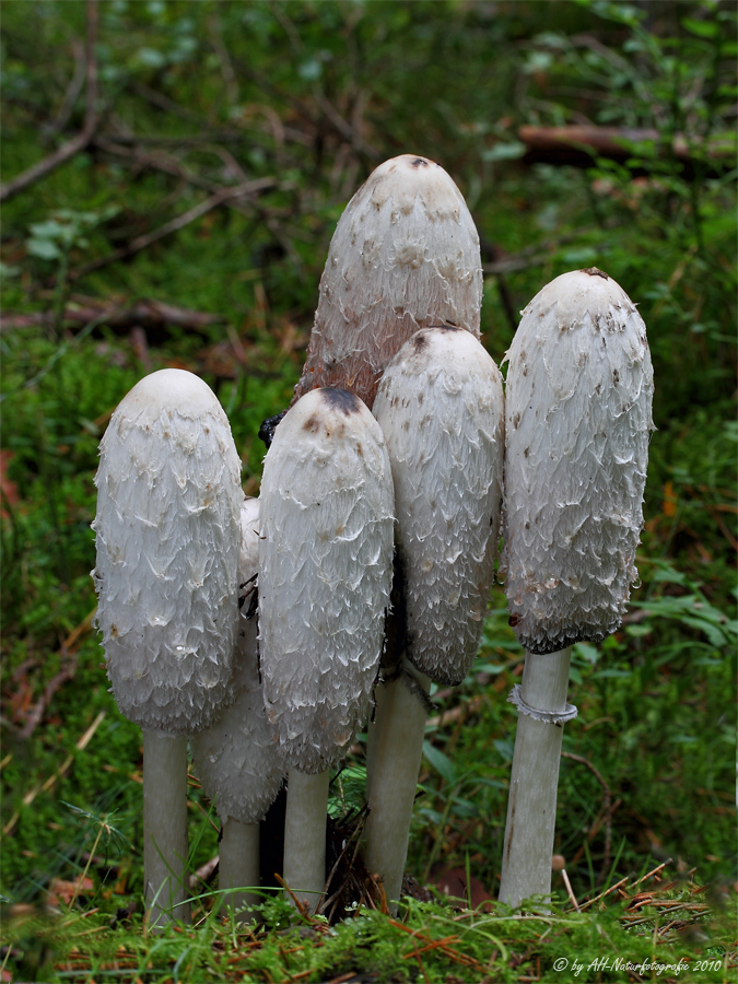 Schopftintling (Coprinus comatus)