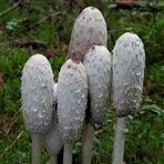 Schopftintling (Coprinus comatus)