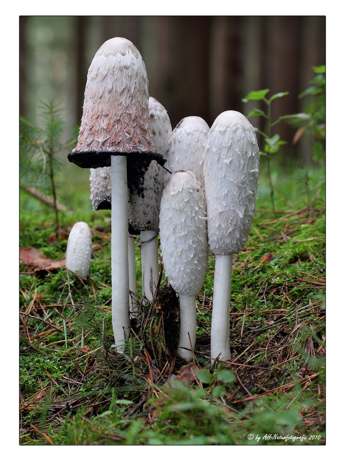 Schopftintling (Coprinus comatus)..