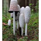 Schopftintling (Coprinus comatus)..