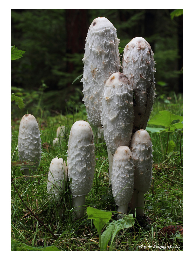 Schopftintling (Coprinus comatus).