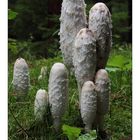 Schopftintling (Coprinus comatus).