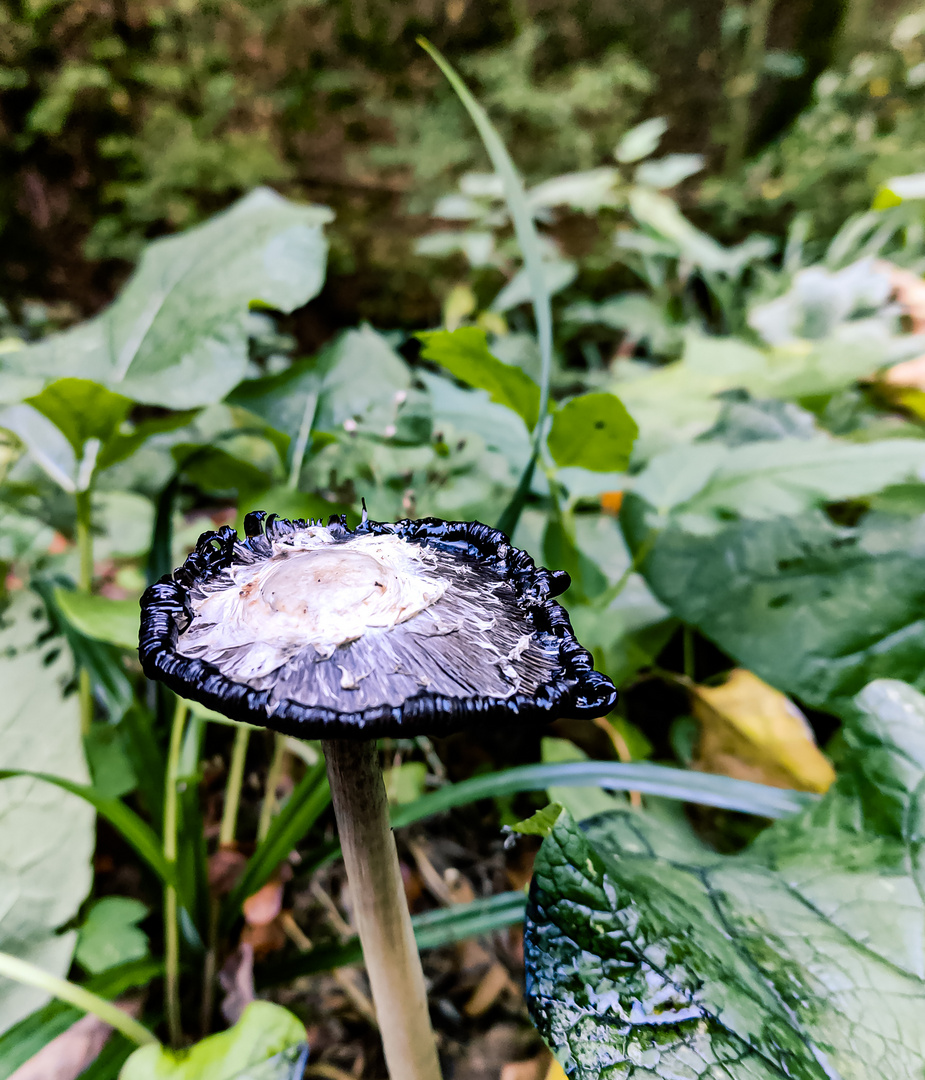 Schopftintling eine art der pilze und flechten