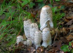 Schopftintling mit geöffnetem Lamellenmantel