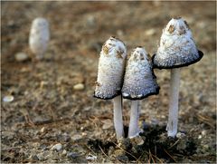 Schopftintlinge (Coprinus Comatus)