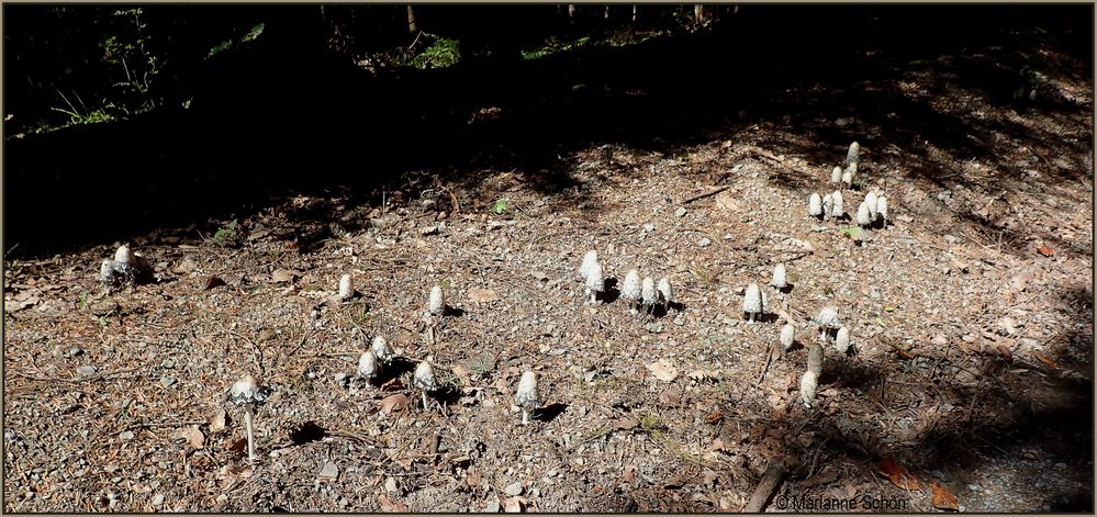 ...Schopftintlinge...Coprinus comatus...