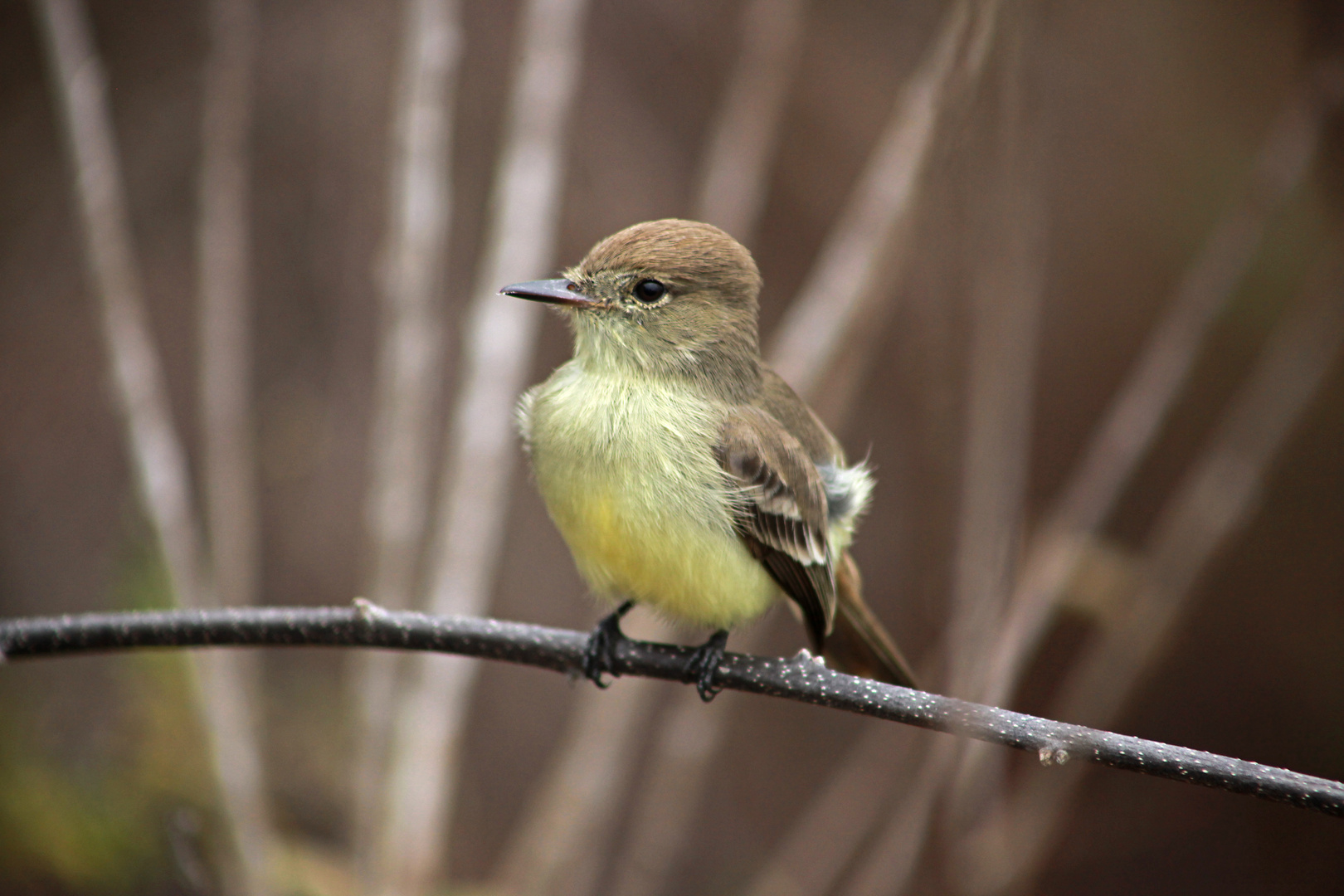 Schopftyrann / Flycatcher