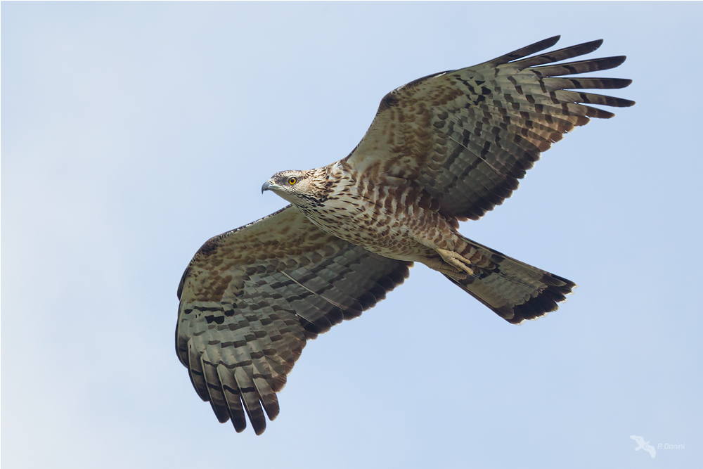 Schopfwespenbussard