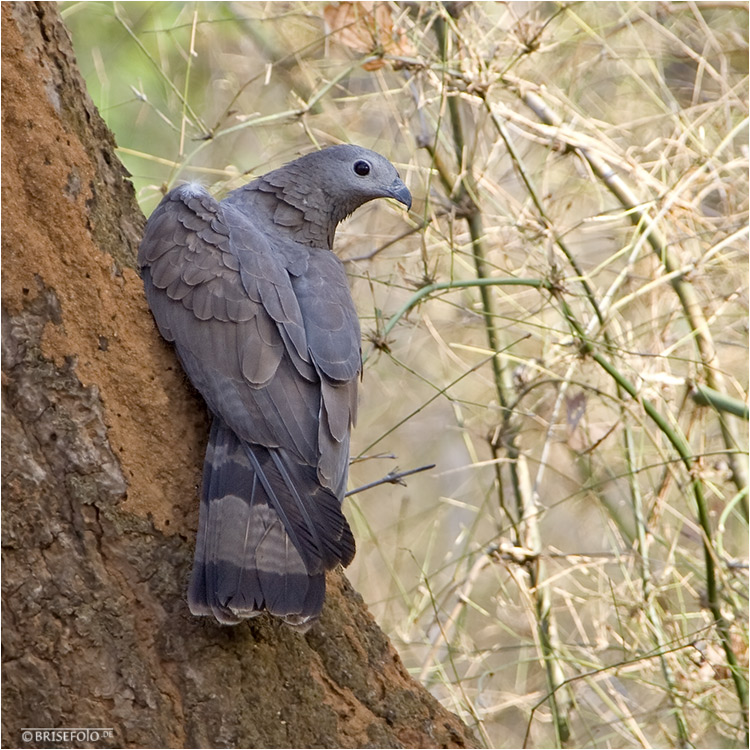 Schopfwespenbussard (Pernis orientalis)