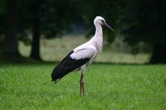 Schorchen-Nachwugs Nr.2 auf Entdeckungstoure