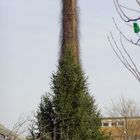 Schornbaum oder Tannenstein?