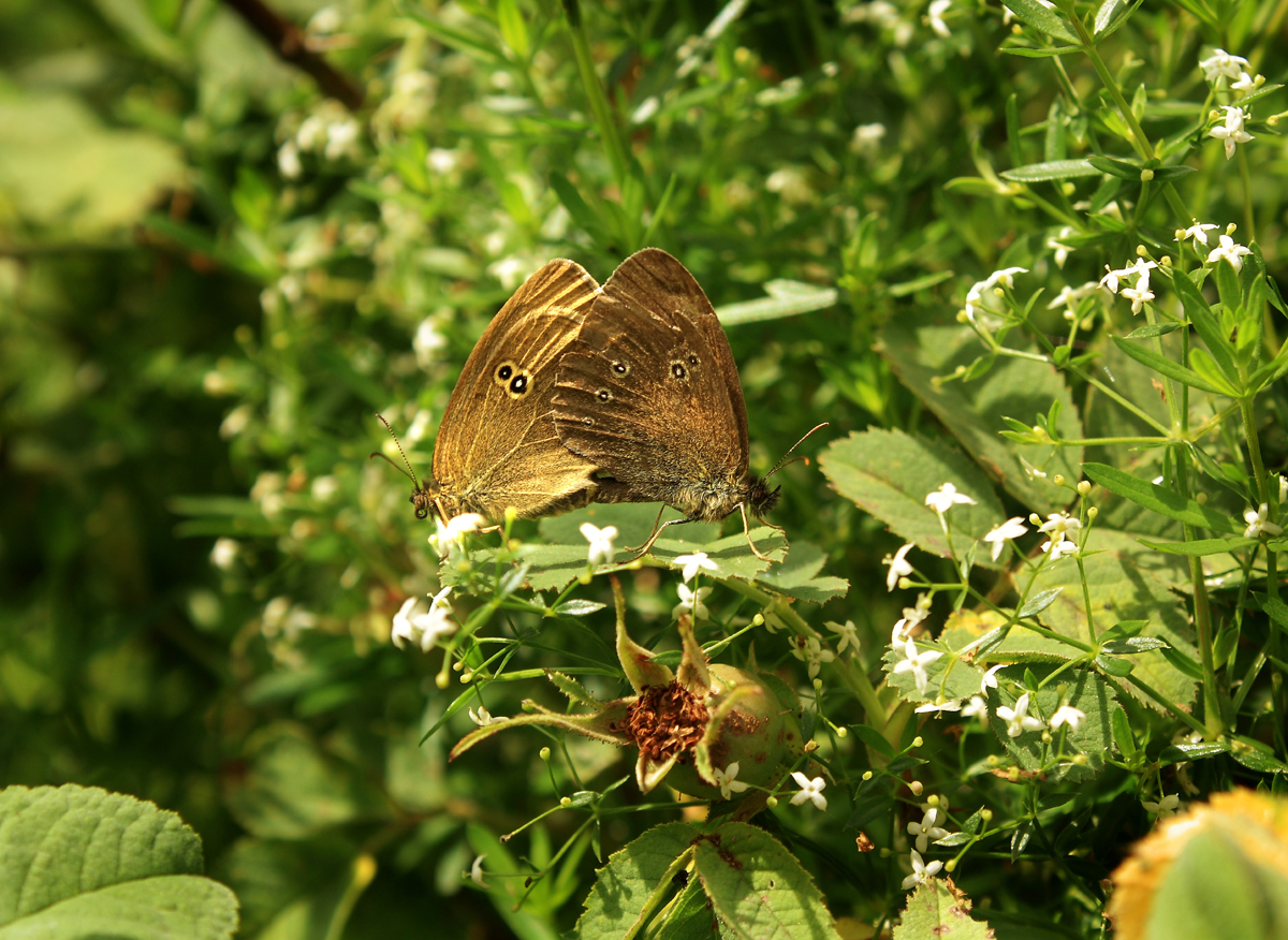 Schornsteifeger bei der Paarung