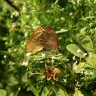 Schornsteifeger bei der Paarung