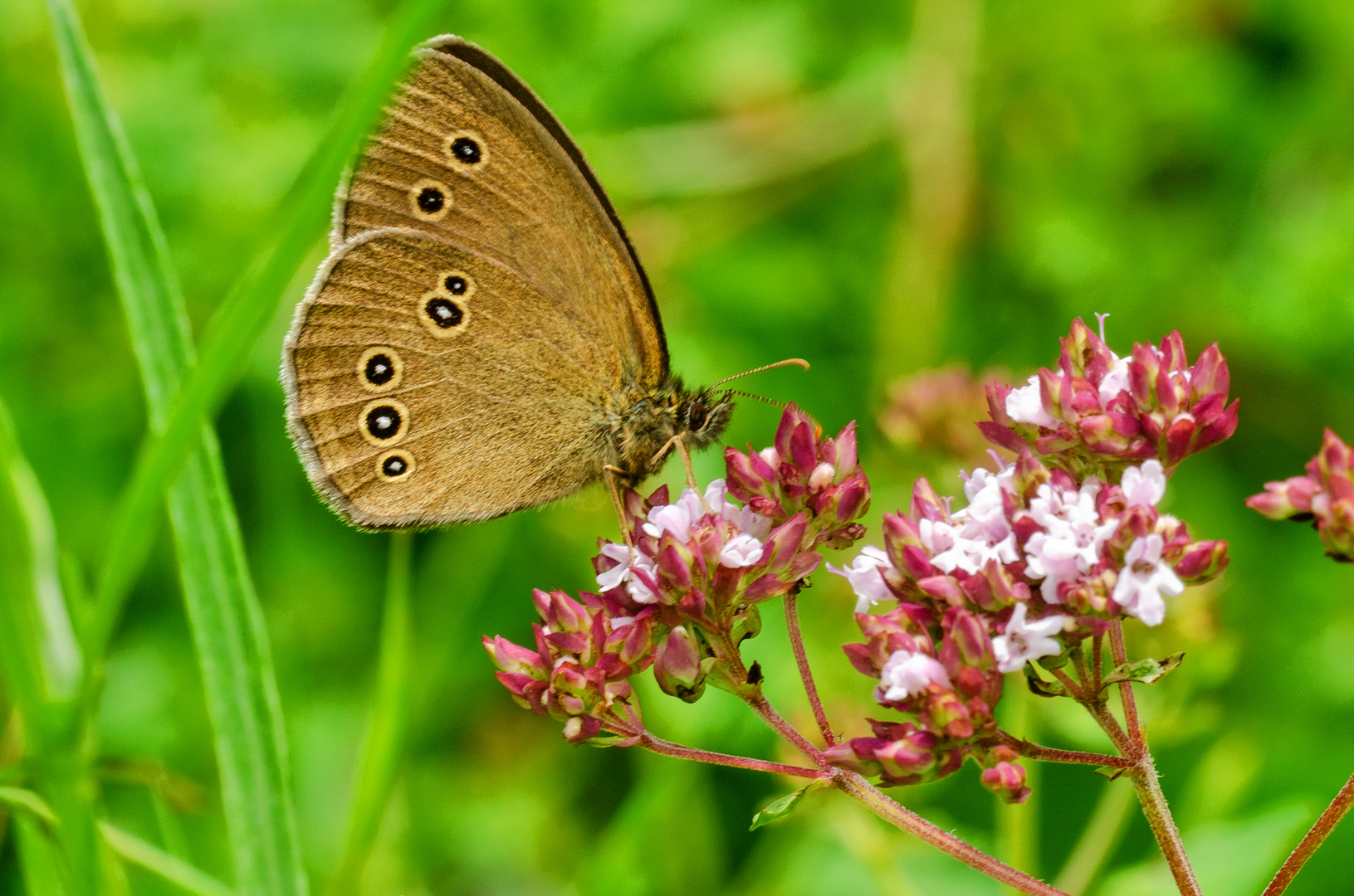 Schornsteinfeger (Aphantopus hyperantus)