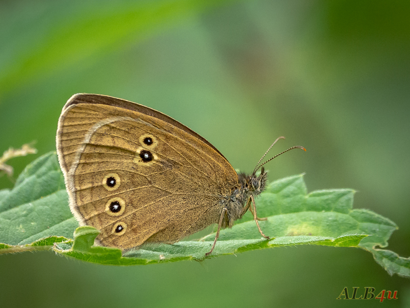 Schornsteinfeger (Aphantopus hyperantus)