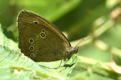 Schornsteinfeger - (Aphantopus hyperantus)