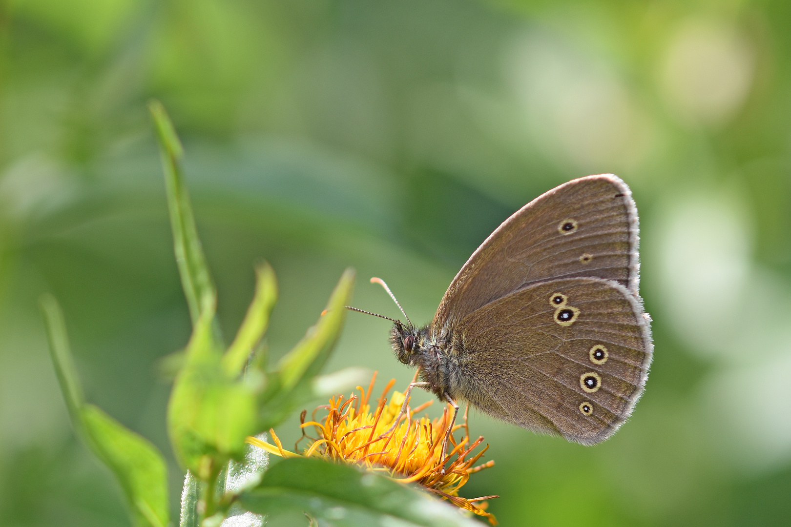 Schornsteinfeger (Aphantopus hyperantus)